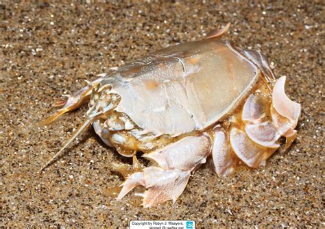 Blepharipoda Occidentalis Spiny Mole Crab Spiny Sand Crab