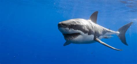 Interesting Facts About Great White Sharks