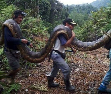 Tiny Python Mating With 20ft Female Killed During Sex To Be Cooked In