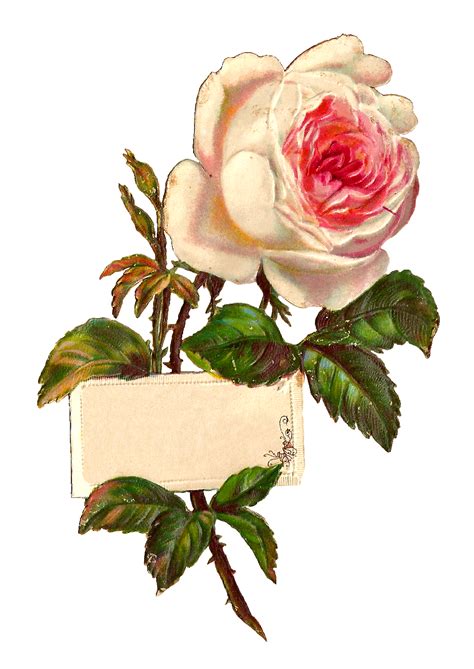 Antique Images Printable White Rose Label Design Blank Digital Download