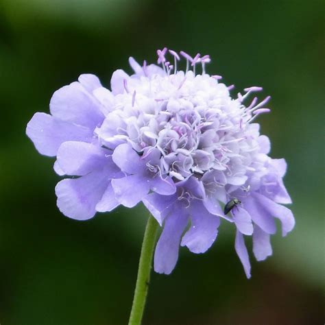 Small Scabious Scabiosa Columbaria 100g Wild Wales Seeds