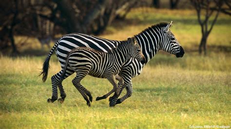 Free Download High Definition Zebra Wallpaper 1920x1080 For Your