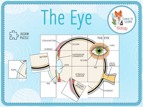 The Eye Jigsaw Puzzle Ks34 Teaching Resources
