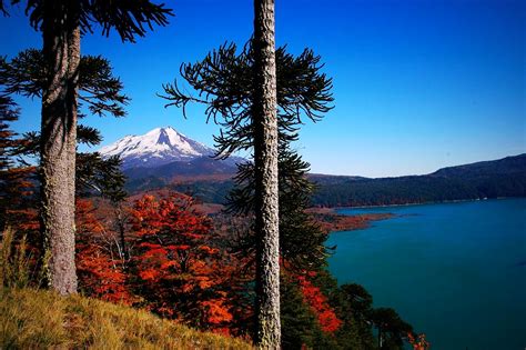 Volcano Chile Forest Lake Fall Snowy Peak Trees Monkey Puzzle Tree