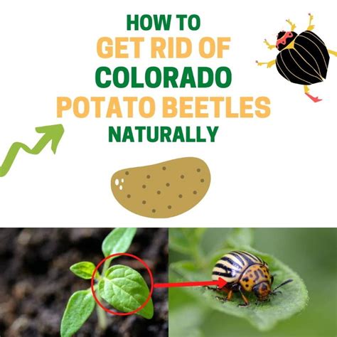 How To Get Rid Of Colorado Potato Beetles Naturally Bugwiz