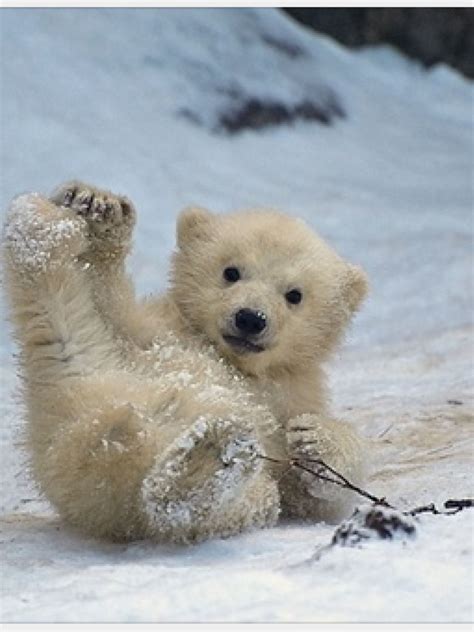 Polar Bear Cute Baby Animals Baby Animals Animals
