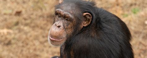 Death Of Chimp Reveals Tragic Truth About Primates Kept As Pets In