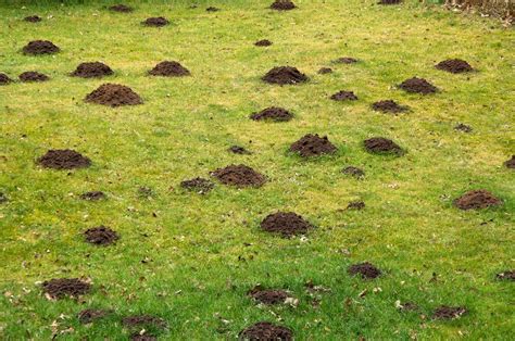 How To Add Topsoil To Existing Lawn Howard Diseve