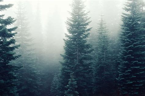 Hd Wallpaper Tree Covered In Fogs Pine Trees Forest Foggy Woods