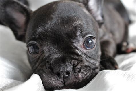 This material contains only the best names of the male french bulldog. French Bulldog Puppies: Everything You Need to Know | The ...