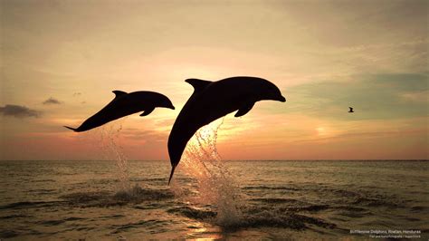 Free Download Webshots Bottlenose Dolphins Roatan Honduras 2560x1440
