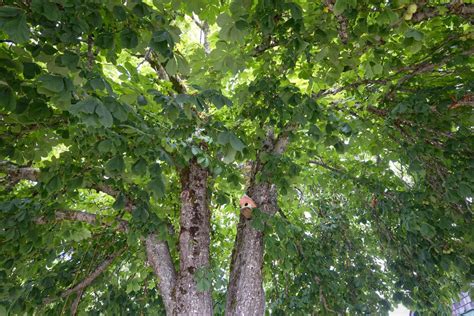 How To Identify Deciduous Trees By Their Leaves