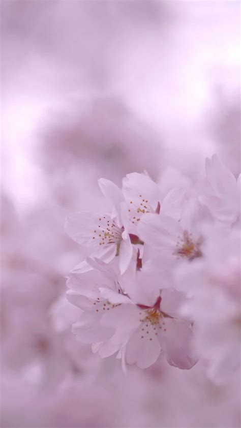 Download Spring Iphone Background