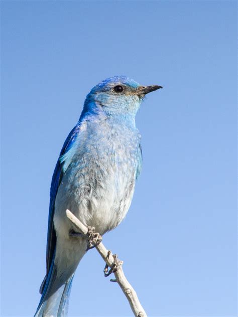 Slowing Down on the Bluebird Trail by Drew Weber | Nemesis Bird