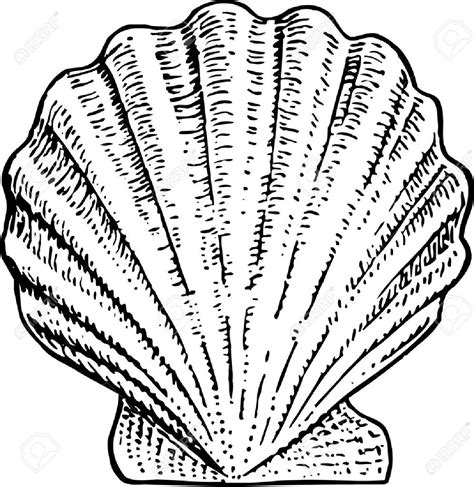 Download Scallop Clipart For Free Designlooter 2020 👨‍🎨