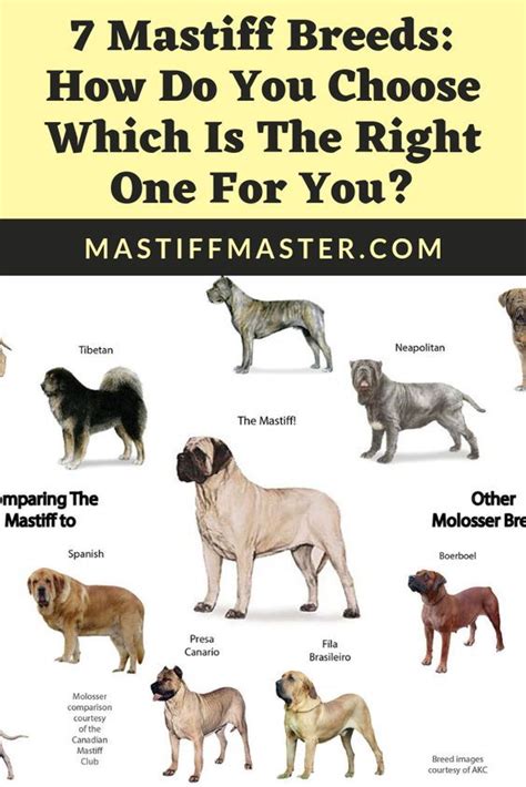 Bull Mastiff Dogs English Mastiff Puppies Mastiff Breeds English