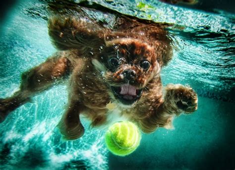 Interesting Photos Of Underwater Dogs