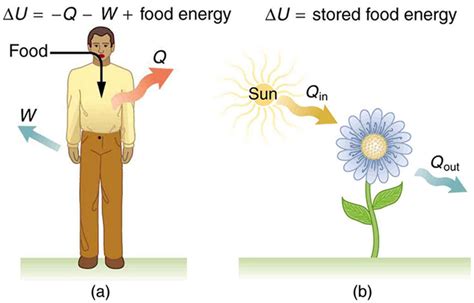 The units of energy are joules or. 15.1 The First Law of Thermodynamics - College Physics