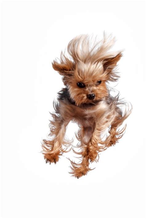 14 Things You Should Know Before Getting Your First Yorkie Petpress