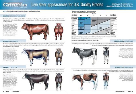 Training Posters | Livestock judging, Train posters, Showing livestock