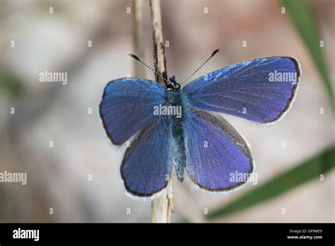 Mazarine Blue Cyaniris Semiargus Butterfly Stock Photo Alamy