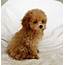Teacup Maltipoo Puppy For Sale Los Angeles California  IHeartTeacups
