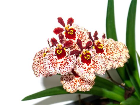 30 Oncidium Altissimum Stock Photos Pictures And Royalty Free Images