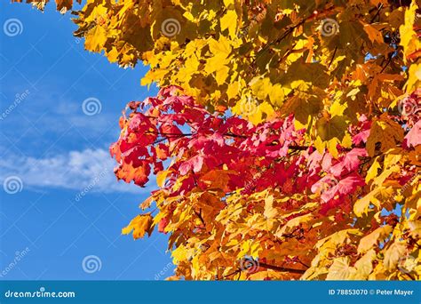 Golden Red Yellow And Green Maple Leaves On A Tree Stock Photo