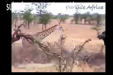 Giraffe Kills Lion With Kick Real Fight National Geographic Wild