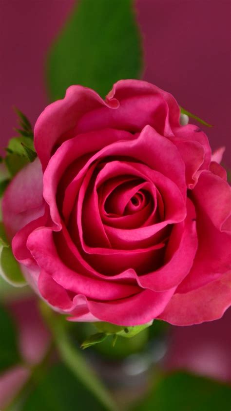 🔥 Download Garden Roses Desktop Wallpaper 4k Resolution Flower Image By