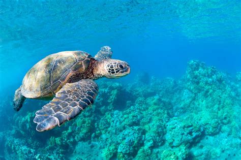 Hanauma Bay Snorkel Adventure Tours Best Snorkeling In Oahu Hawaii