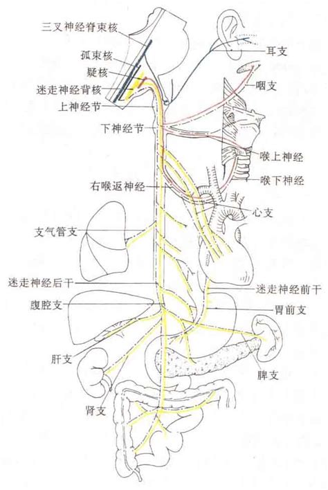 迷走神经分布示意图 人体解剖图医学图库