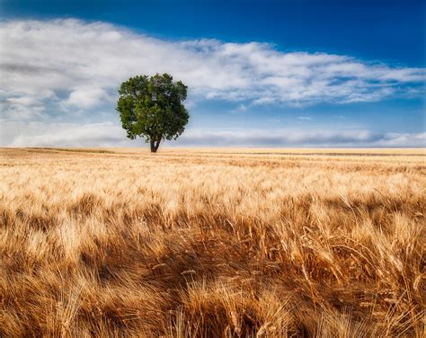 Lone Tree In Wheat Field By Michael Blanchette