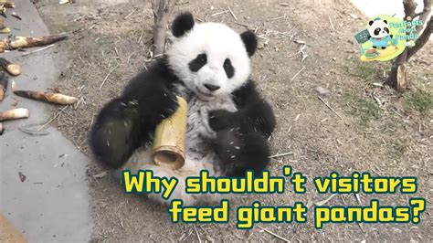 Fun Facts About Panda Visitors Please Dont Feed Giant Pandas