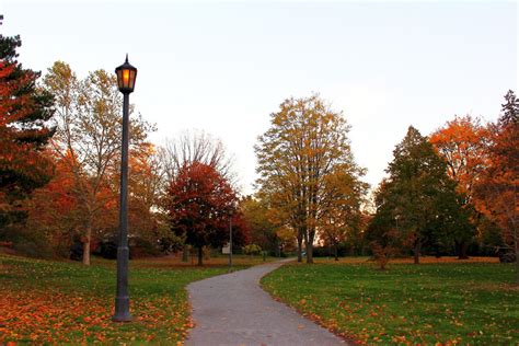 Free Images Landscape Tree Nature Morning Leaf Lantern Color