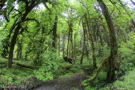 Temperate Rain Forest In The Pacific Northwest Olympicrainforest0325
