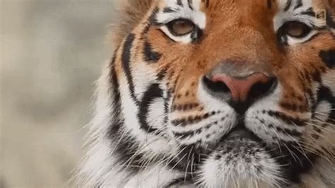 Tiger Wink GIF Tiger Wink Discover Share GIFs
