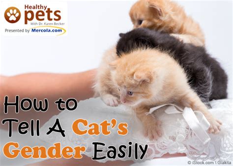 How To Tell A Cats Gender Easily Would You Like