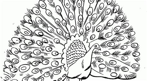 Peacock coloring page vector clipart eps images. Peacock Drawing Outline For Glass Painting at GetDrawings ...