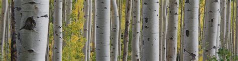 4 Pests That Feed On Birch Trees Tomlinson Bomberger