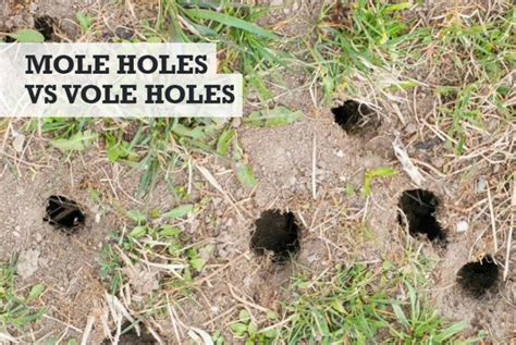 Mole Holes Vs Vole Holes Whats The Difference