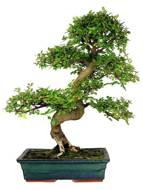 How To Grow Your Own Chinese Elm Bonsai Grow A Bonsai Tree