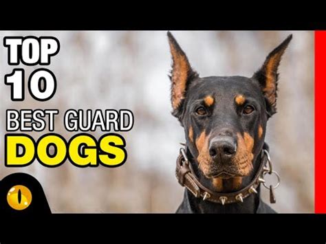 top   guard dog breeds youtube