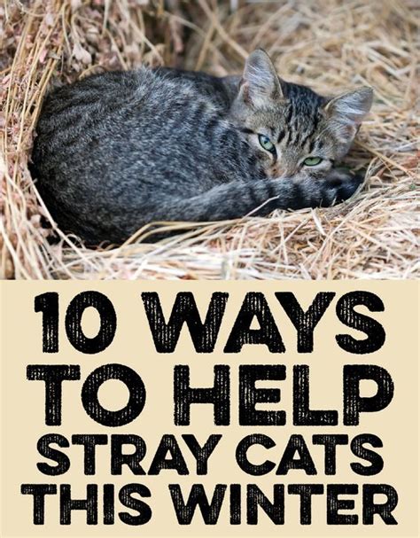 10 Ways To Help Stray Cats This Winter Feral Cat Shelter Cats Feral