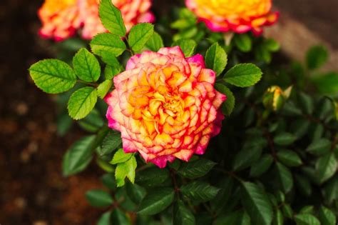 The Complete Miniature Roses Care Guide Garden And Happy