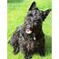 Scottish Terrier Breed Guide  Learn About The
