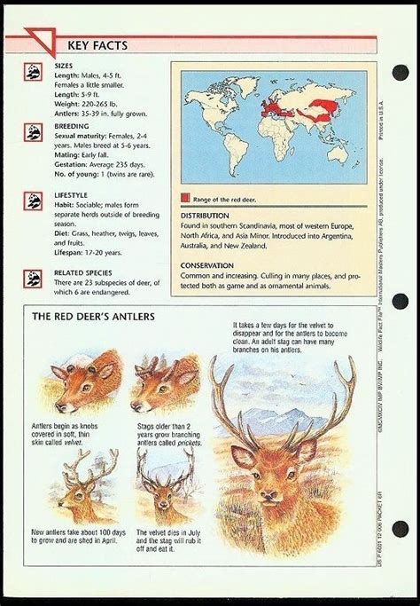 Red Deer Wildlife Fact File Card Group 1mammalscard 20habitat