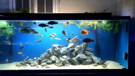 How To Breed African Cichlids And Raise The Fry Youtube