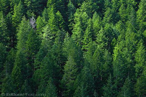 Douglas Fir Forest At Walker Pass In The Olympic National Forest Wa