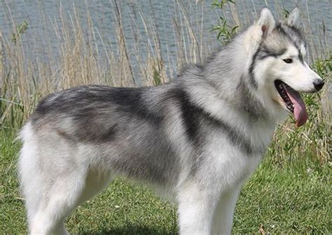 Siberian Husky Wiki Pets Amino